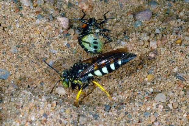 Neudorff Insect Flat Wild Bees and Digger Wasps