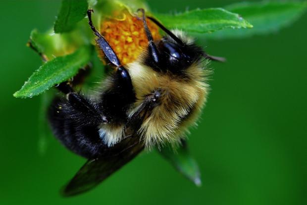 Piqures D Abeille Guepe Ou Bourdon Espace Pour La Vie