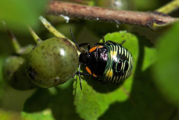 Green stink bug