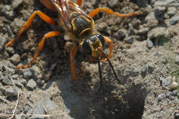 Great Golden Digger Wasp (Family Sphecidae) – Field Station