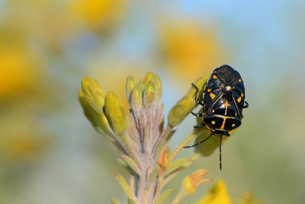 Pentatomidae