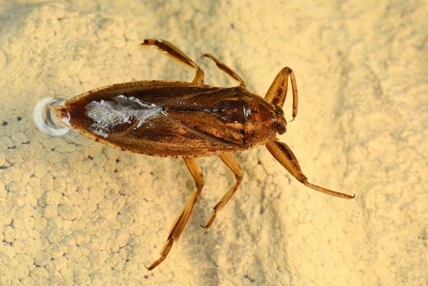 giant water bug life cycle