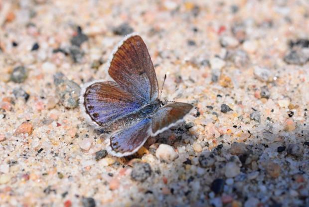 On Gossamer Wings: The Lycaenidae Butterflies - Native Plant