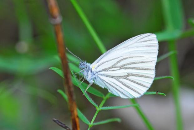 Piéride