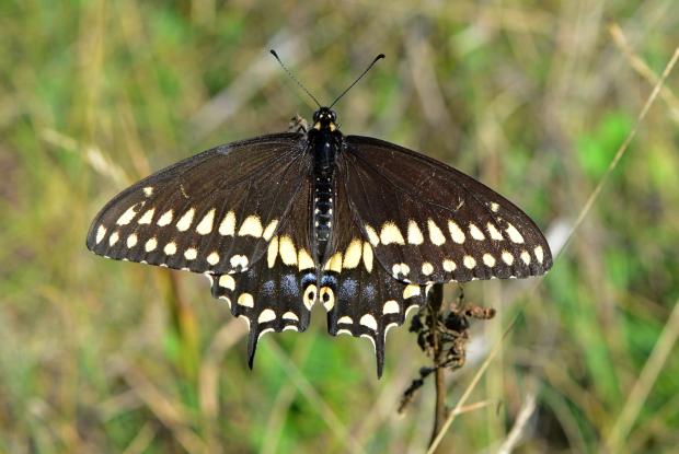 Papillon du c leri Espace pour la vie