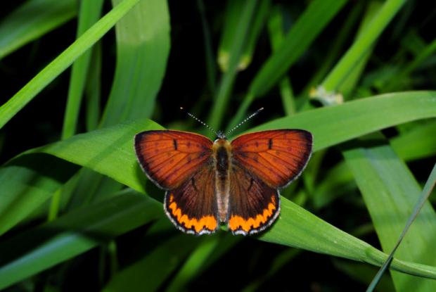 Gossamer-winged butterflies