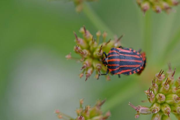 Pentatomidae