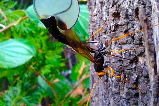 Megarhyssa atrata