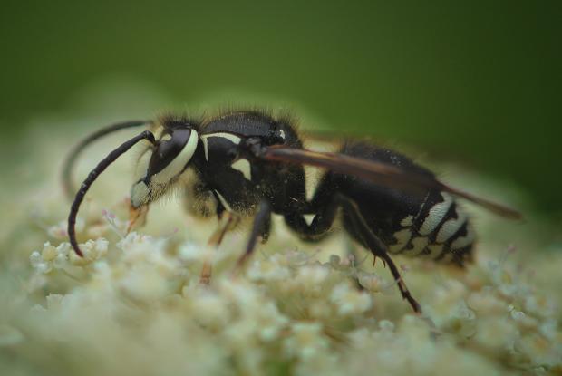 Piq res d abeille gu pe ou bourdon Espace pour la vie