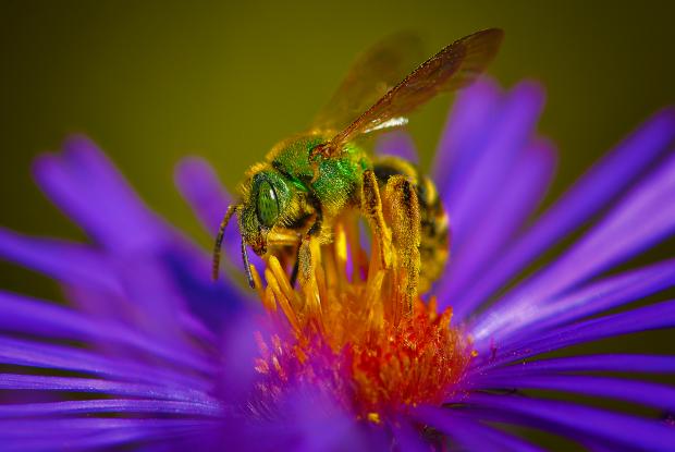 Agapostemon virescens