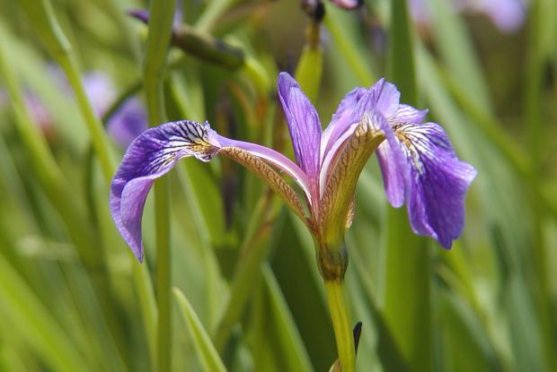 Iris versicolor