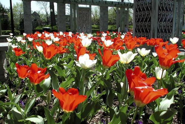 Bright Red Flowers Montreal Botanical Garden - Photo & Travel Idea Canada