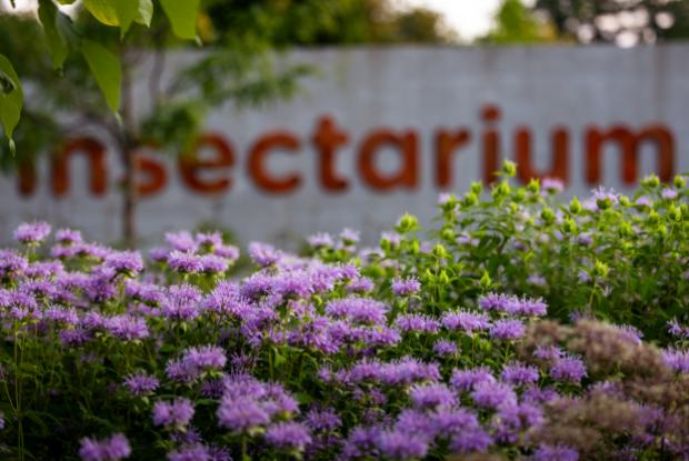 Vivaces au Jardin des pollinisateurs de l'Insectarium