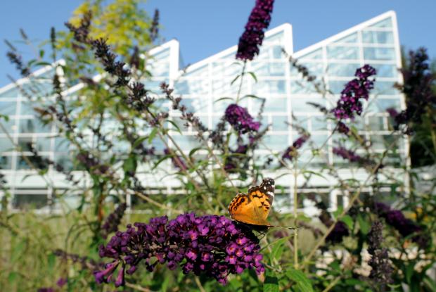 Vanesse de Virginie (Vanessa virginiensis) dans le Jardin des pollinisateurs 