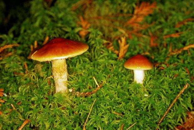Mushroom from Quebec
