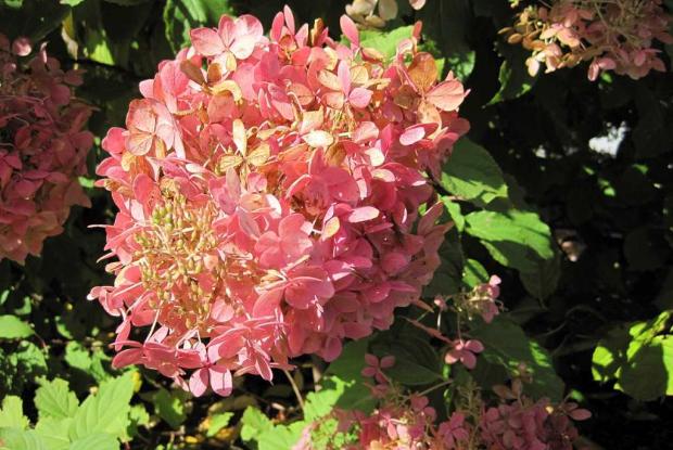 Hydrangea paniculata 'Mega Pearl'