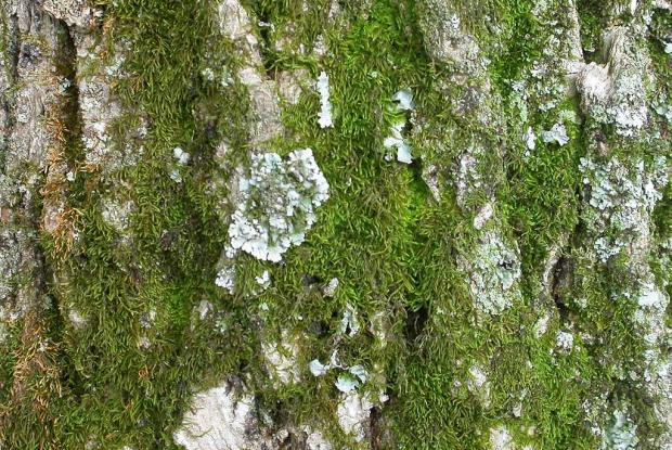 Mousse et lichen sur tronc d'arbre