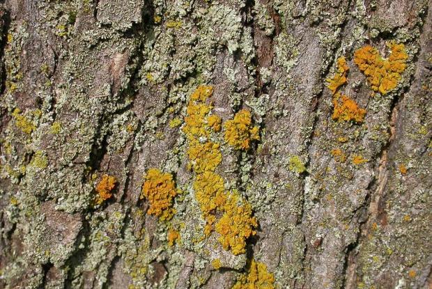 Vos arbres sont couverts de mousse ? Éliminez-la à l'aide d'un nettoyant  pour arbres. - DCM