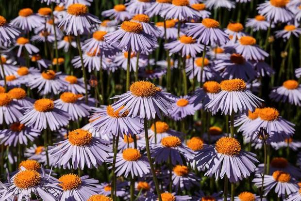 Aster Aster tongolensis 'Napsbury'