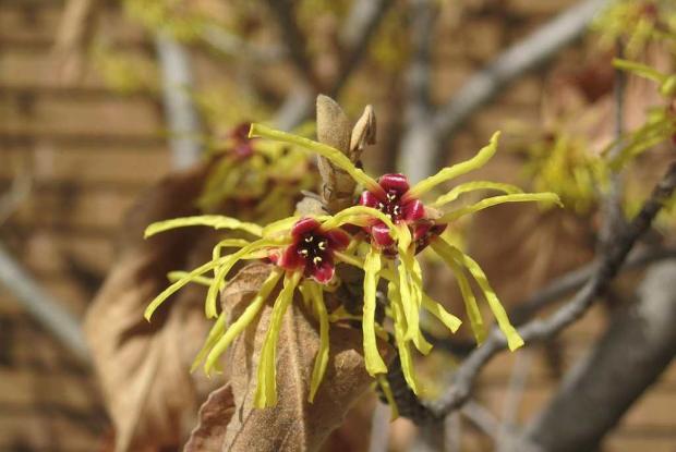 Hamamelis x intermedia 'Pallida'