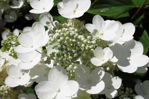 Hydrangea paniculata 'Quick Fire'