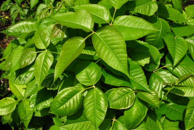  Poison ivy (Toxicodendron radicans) - Summer foliage