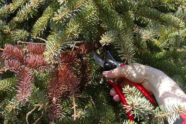 Conifer - Maintenance pruning