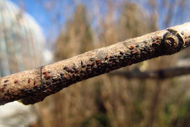 Cochenille du magnolia, nymphe hivernante Neolecanium cornuparvum, nymphe hivernante