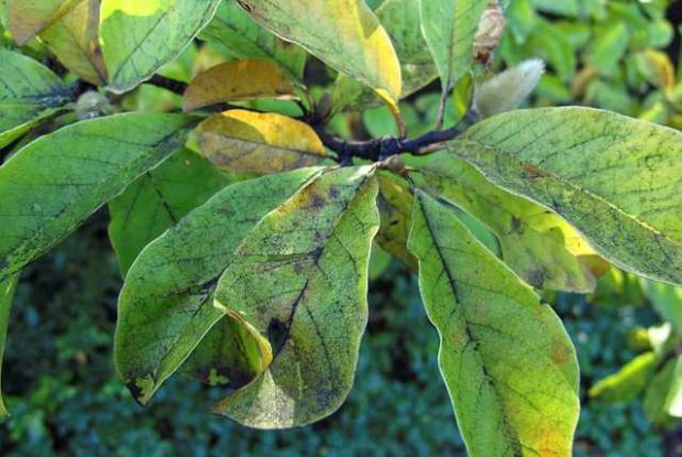 Fumagine sur feuilles de Magnolia sp.