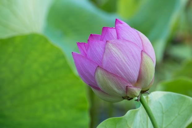 Lotus : visite guidée d'une sacrée fleur