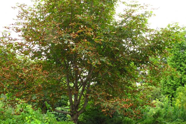 Horsechestnut leaf blotch
