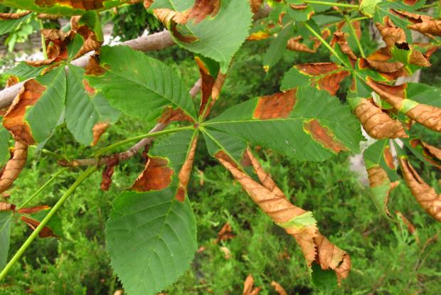 Horsechestnut leaf blotch