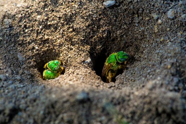 Agapostemon virescens