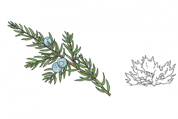 Juniperus communis