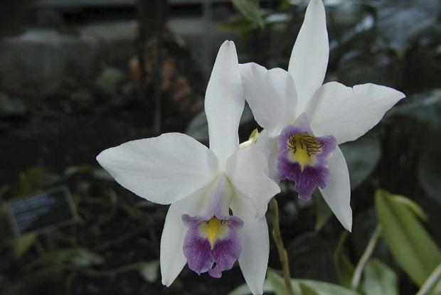 Laelia anceps var. veitchiana 'Fort Caroline' HCC/AOS