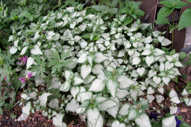 Is lamium hot sale poisonous to dogs