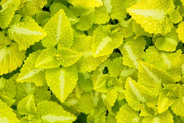Lamium maculatum 'Aureum'