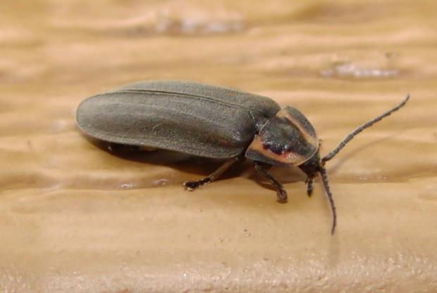 Lampyridae