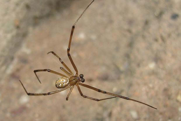 Latrodectus hesperus, femelle - Veuve noire de l'Ouest