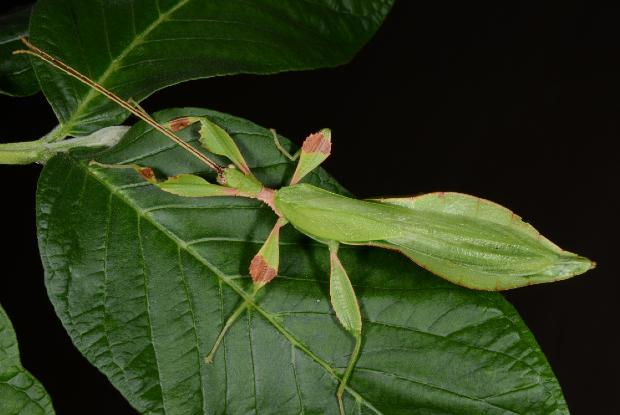Le Tirant's leaf insect