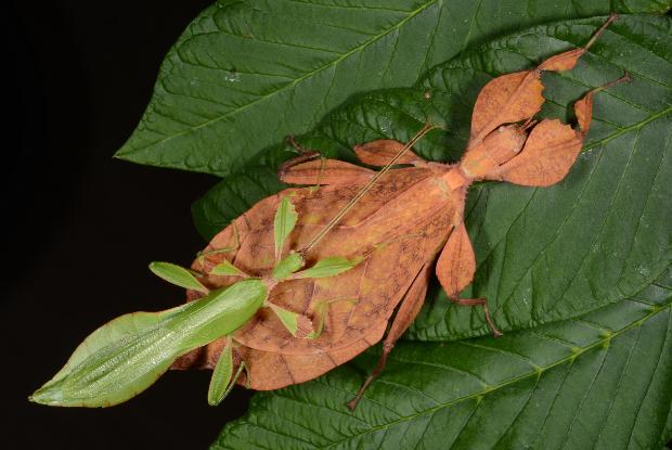 Le Tirant's leaf insects: male and female