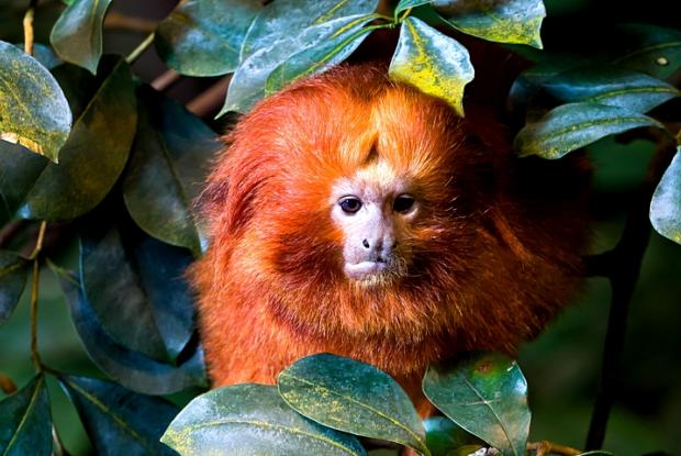Leontopithecus rosalia