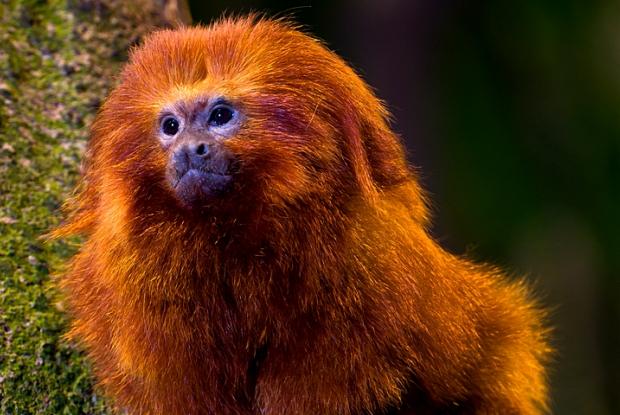 Tamarin Lion Dore Espace Pour La Vie Tamarin Lion Dore Espace Pour La Vie