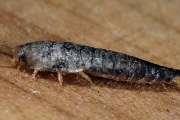 Lepisma saccharina, Québec, Canada.