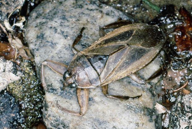 Lethocerus sp., Québec, Canada.