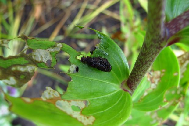 Lilioceris lilii
