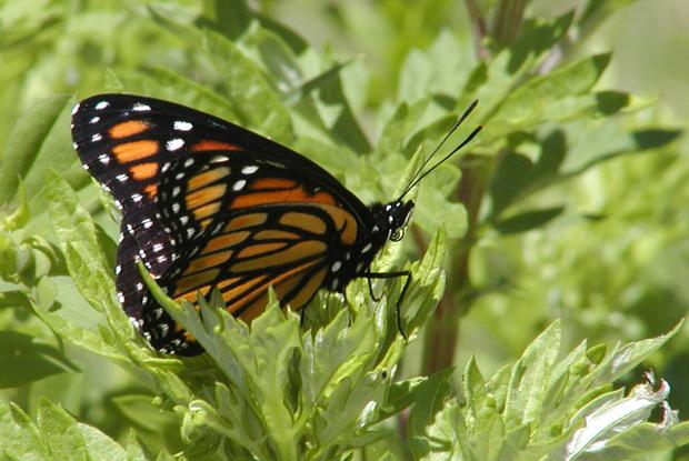 Limenitis archippus, Québec, Canada.