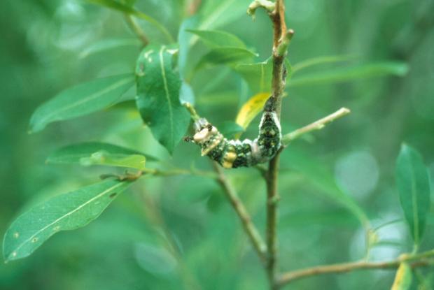 Limenitis arthemis, caterpillar