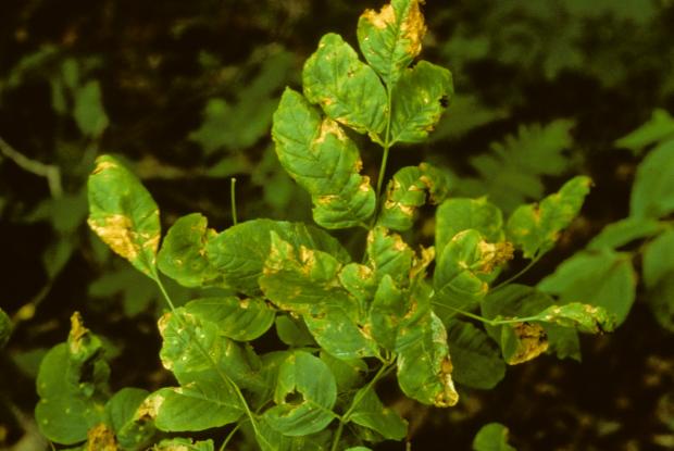 Ash leaf affected by anthracnose disease