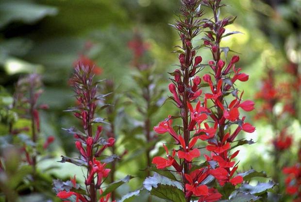 Lobélie du cardinal Lobelia cardinalis
